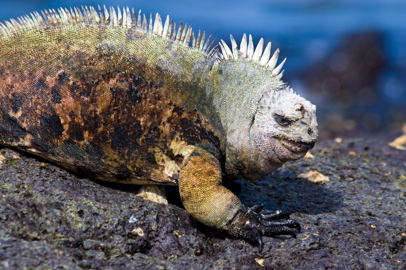 Marine Iguana